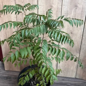 Curry Leaf Live Plant - Murraya Koenigii in 10-inch Pot - Aromatic Herb - Image 3
