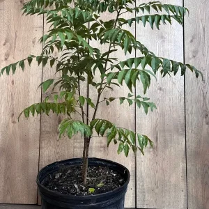 Curry Leaf Live Plant - Murraya Koenigii in 10-inch Pot - Aromatic Herb - Image 4