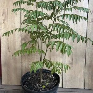 Curry Leaf Live Plant - Murraya Koenigii in 10-inch Pot - Aromatic Herb - Image 5