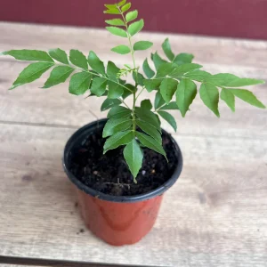 Curry Leaf Plant (Murraya Koenigii) Live Plant - 4 inch Pot - Culinary Herb - Image 2