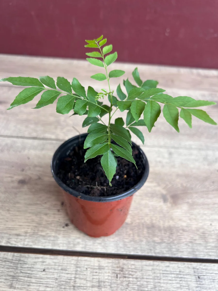 Curry Leaf Plant (Murraya Koenigii) Live Plant - 4 inch Pot - Culinary Herb - Image 2