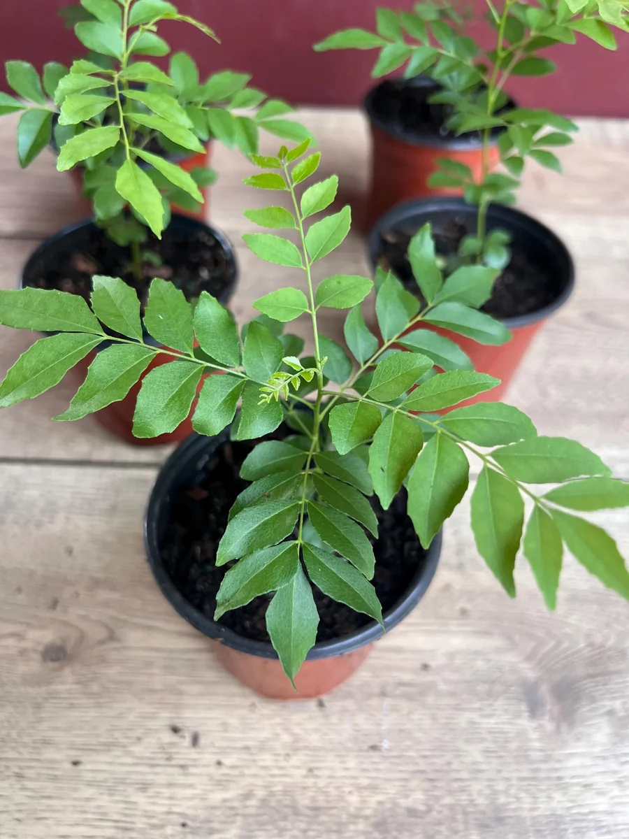 Curry Leaf Plant (Murraya Koenigii) Live Plant - 4 inch Pot - Culinary Herb - Image 3