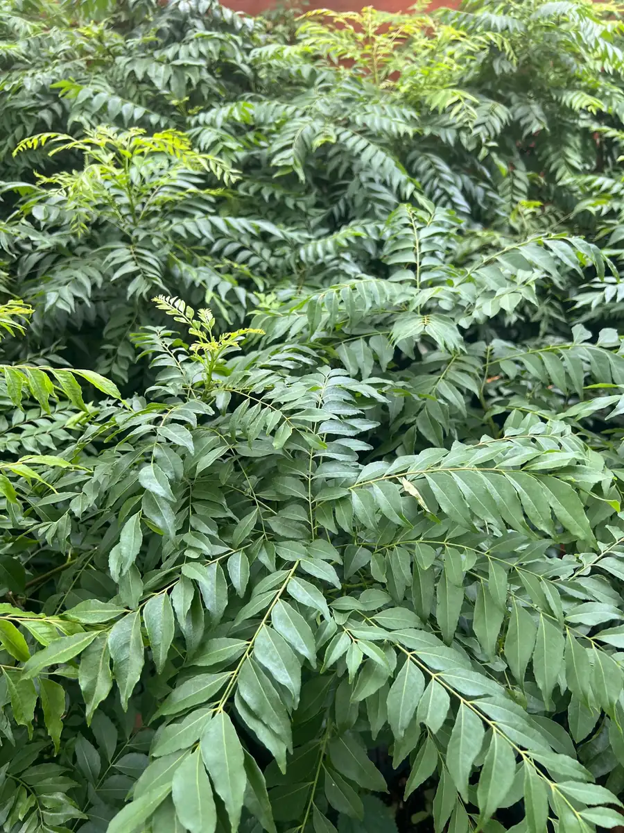 Curry Leaf Plant (Murraya Koenigii) Live Plant - 4 inch Pot - Culinary Herb - Image 4