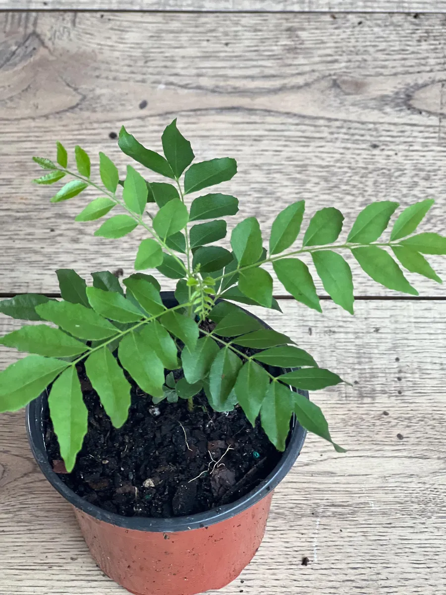 Curry Leaf Plant (Murraya Koenigii) Live Plant - 4 inch Pot - Culinary Herb - Image 5