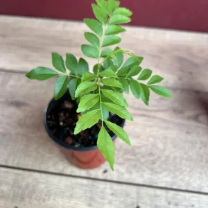 Curry Leaf Plant (Murraya Koenigii) Live Plant - 4 inch Pot - Culinary Herb - Image 6