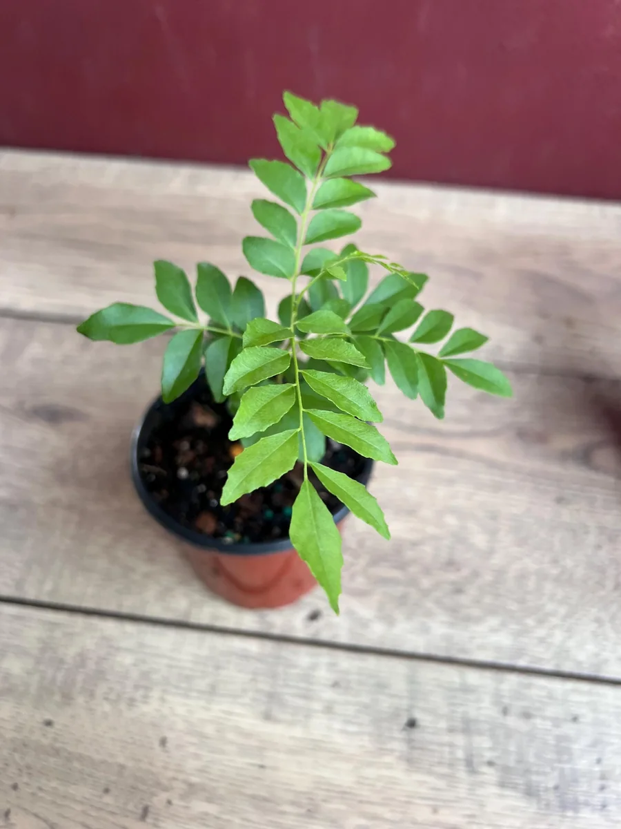 Curry Leaf Plant (Murraya Koenigii) Live Plant - 4 inch Pot - Culinary Herb - Image 6