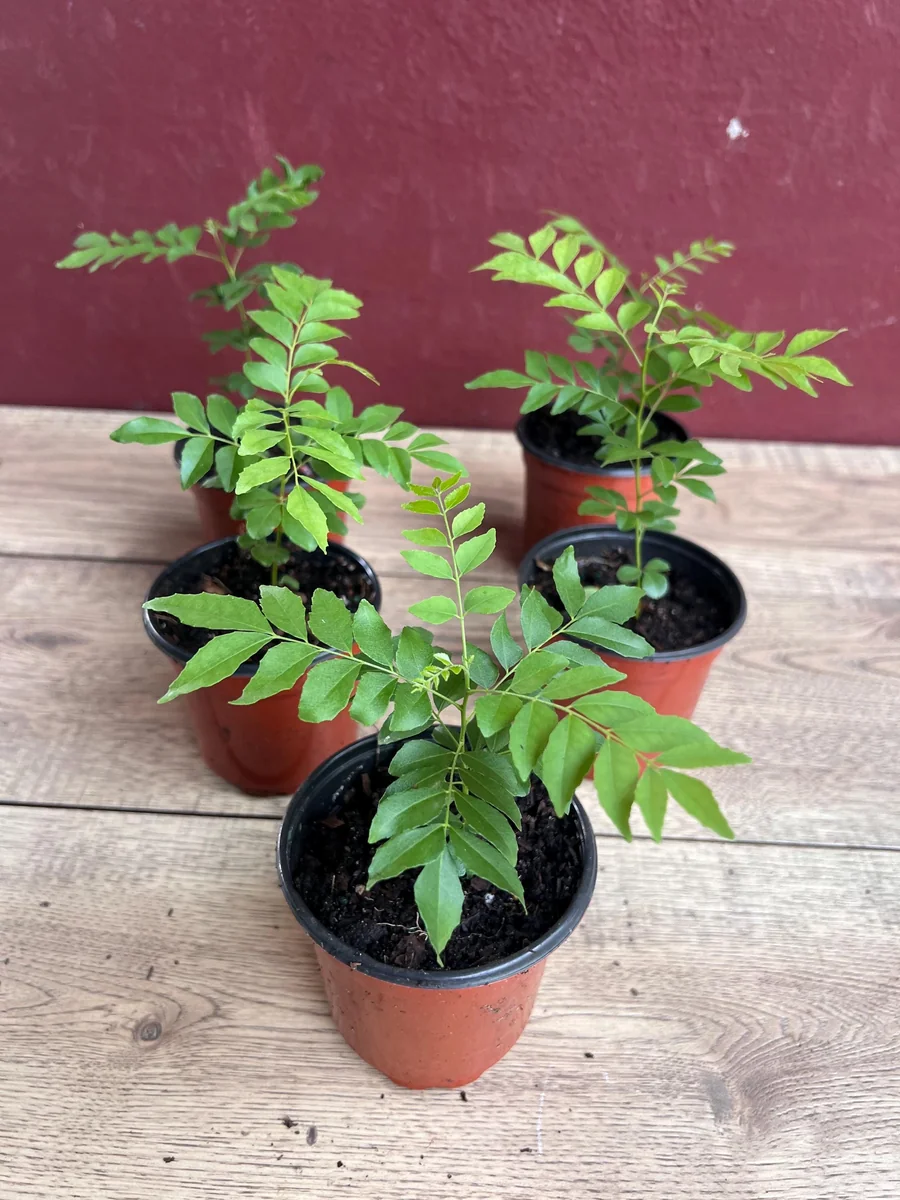Curry Leaf Plant (Murraya Koenigii) Live Plant - 4 inch Pot - Culinary Herb - Image 7
