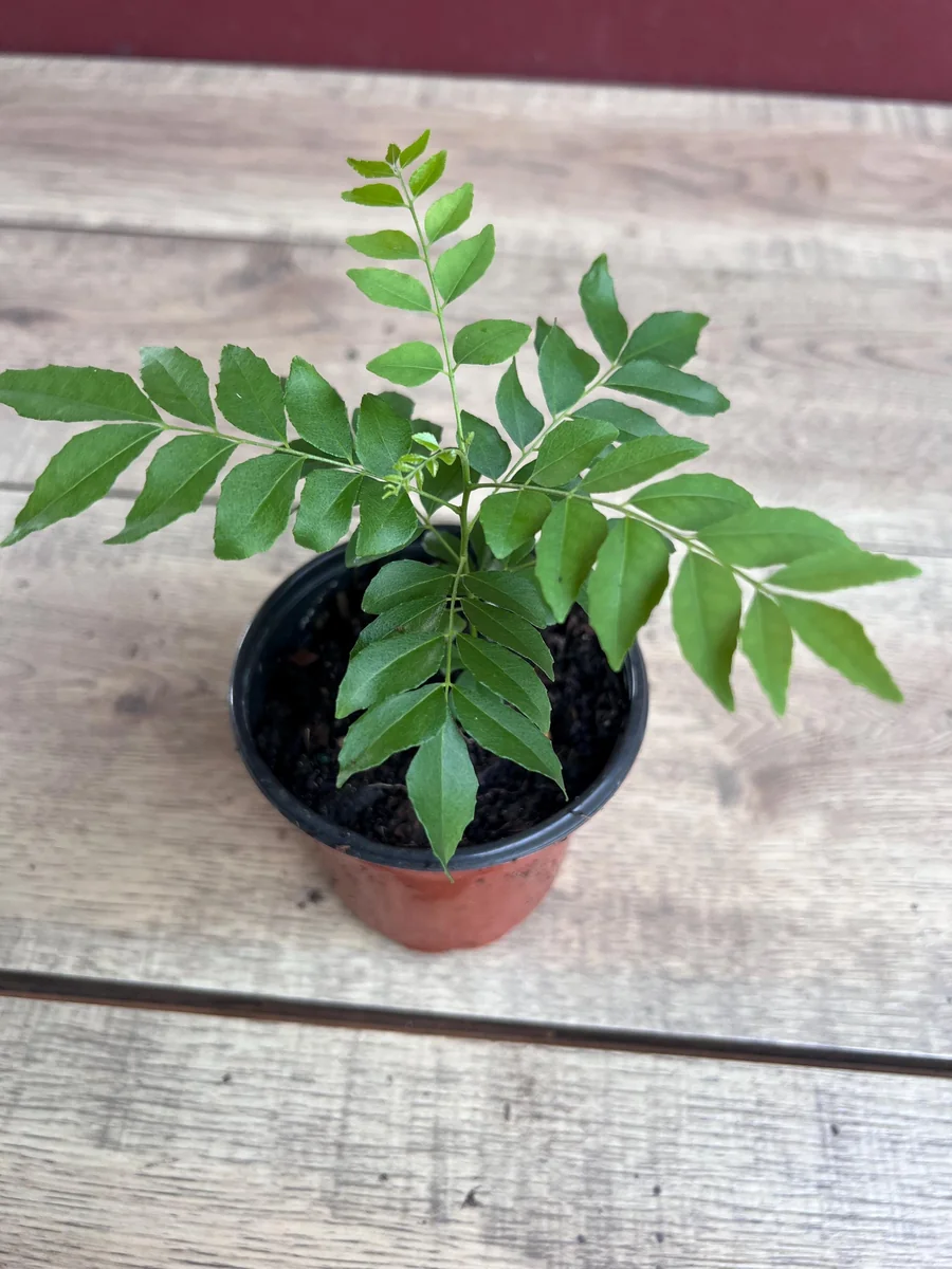 Curry Leaf Plant (Murraya Koenigii) Live Plant - 4 inch Pot - Culinary Herb - Image 8