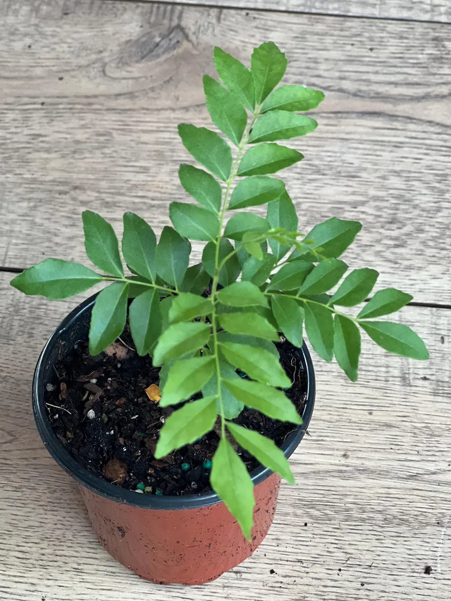 Curry Leaf Plant (Murraya Koenigii) Live Plant - 4 inch Pot - Culinary Herb - Image 1
