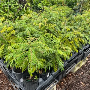 Curry Plant Live Plant – 1 Gallon Pot – 1-2 Feet Tall – Aromatic Herb - Image 2