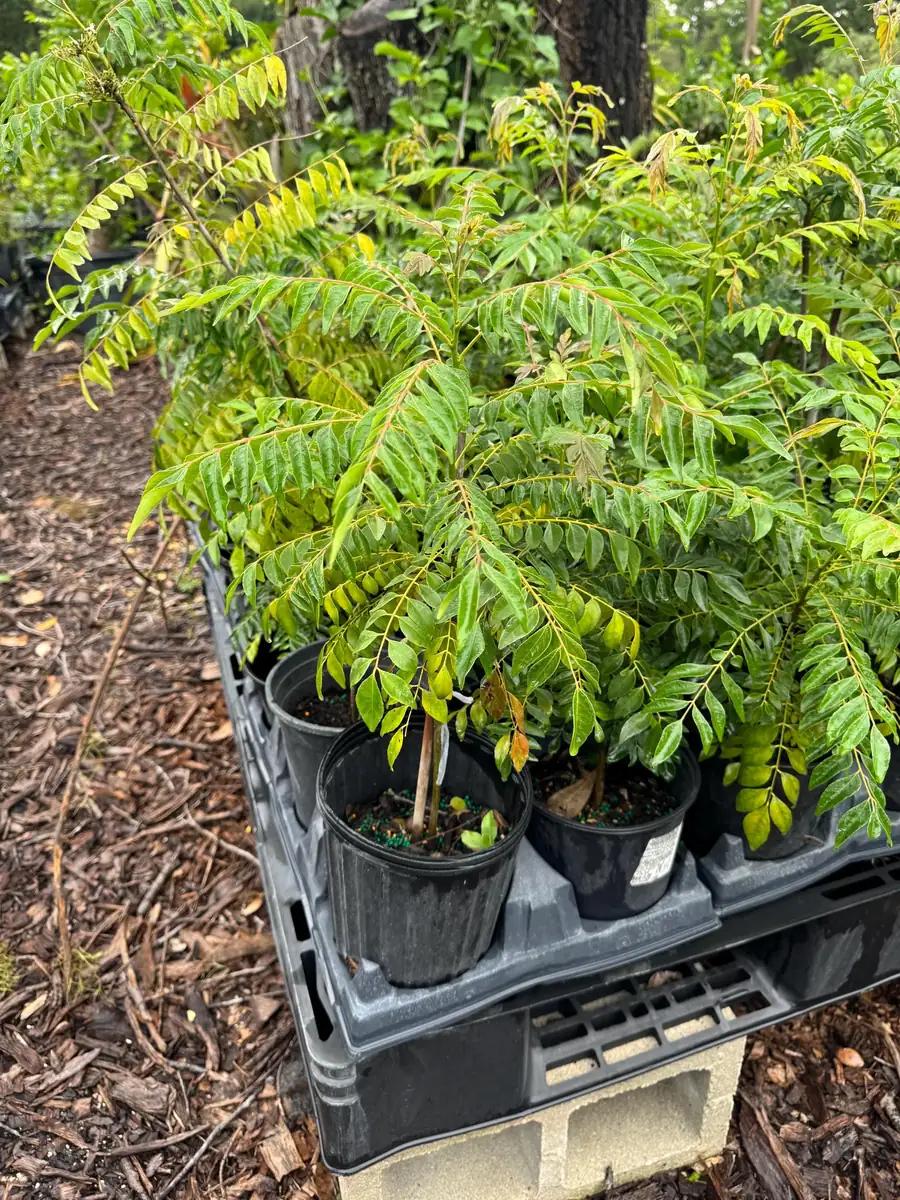 Curry Plant Live Plant – 1 Gallon Pot – 1-2 Feet Tall – Aromatic Herb - Image 1