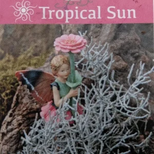 Cushion Bush Leucophyta brownii Live Plant - 2.5