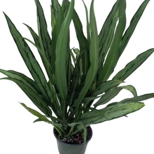 Cutlass Chinese Evergreen Live Plant - Aglaonema - Low Light Indoor Plant - 6 inch Pot - Image 2