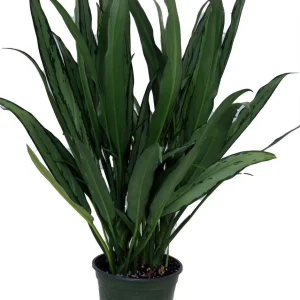 Cutlass Chinese Evergreen Live Plant - Aglaonema - Low Light Indoor Plant - 6 inch Pot - Image 1