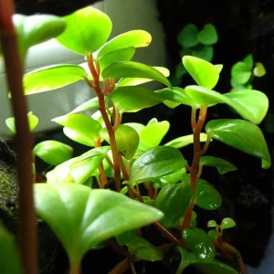 Cypress Peperomia Live Plant - Peperomia glabella - Easy Succulent Houseplant - 2.5