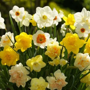 Daffodil Flower Bulbs - 6-Bulb All Mix Double Perennial Daffodils for Planting - Image 3