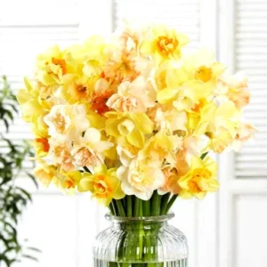 Daffodil Flower Bulbs - 6-Bulb All Mix Double Perennial Daffodils for Planting - Image 7