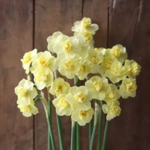 Daffodil Flower Bulbs - 6-Bulb All Mix Double Perennial Daffodils for Planting - Image 8