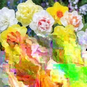 Daffodil Flower Bulbs Mix - 10 Pre-Chilled Trumpet & Double Varieties, Perennial - Image 3