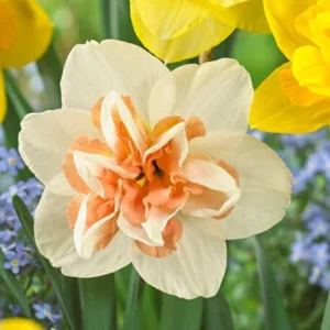 Daffodil Flower Bulbs Mix - 10 Pre-Chilled Trumpet & Double Varieties, Perennial - Image 6