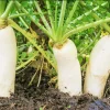 Daikon Radish Seeds - Japanese White Radish Vegetable Seeds - 1 lb (Approx. 42,800 Seeds) - Image 1