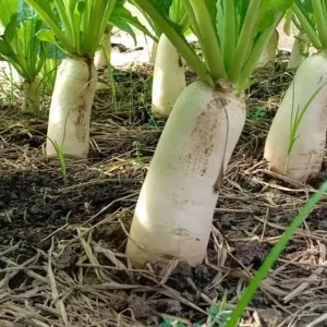 Daikon Radish Seeds - Japanese White Radish Vegetable Seeds - 1 lb (Approx. 42,800 Seeds) - Image 3