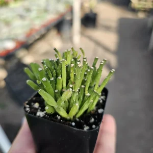 Dancing Bones Cactus Live Plant – Hatiora Salicornioides – 2in Pot Indoor - Image 4
