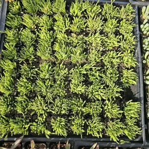 Dancing Bones Cactus Live Plant – Hatiora Salicornioides – 2in Pot Indoor - Image 5