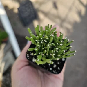 Dancing Bones Cactus Live Plant – Hatiora Salicornioides – 2in Pot Indoor - Image 6