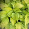 Dancing Darling Hosta Live Plant | Yellow-Golden Foliage | 1 Gallon Pot | Outdoor - Image 1
