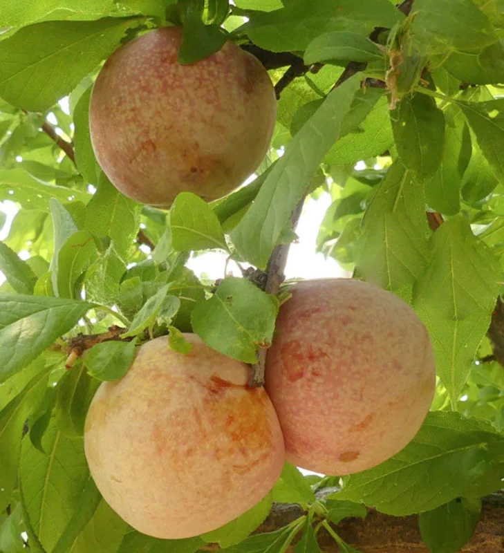 Dapple Dandy Pluot Live Plant – Plum Apricot Hybrid – 3 Gallon Pot - Image 1