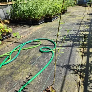 Dappled Willow Live Plant (Hakuro Nishiki) - 4 inch Pot - Outdoor Shrub - Image 2