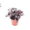 Dark Desire Wandering Jew Live Plant – 4 inch Pot – Indoor Houseplant - Image 1