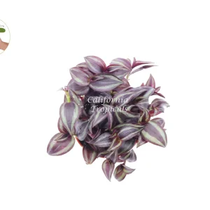 Dark Desire Wandering Jew Live Plant – 4 inch Pot – Indoor Houseplant - Image 2