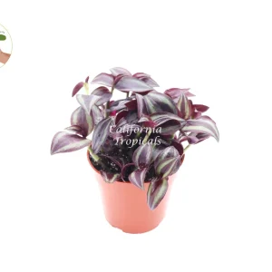 Dark Desire Wandering Jew Live Plant – 4 inch Pot – Indoor Houseplant - Image 1