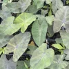 Dark Elephant Ear Live Plant - Colocasia esculenta 3.5 inch Container - Tropical Foliage - Image 1