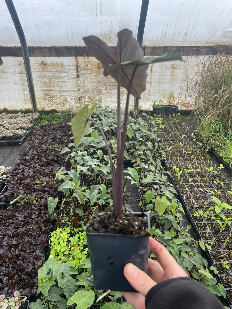 Dark Elephant Ear Live Plant - Colocasia esculenta 3.5 inch Container - Tropical Foliage - Image 2