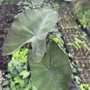 Dark Elephant Ear Live Plant - Colocasia esculenta 3.5 inch Container - Tropical Foliage - Image 3