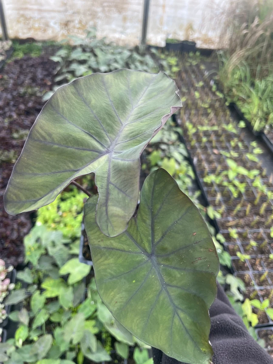 Dark Elephant Ear Live Plant - Colocasia esculenta 3.5 inch Container - Tropical Foliage - Image 3