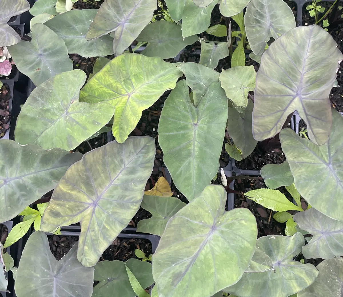 Dark Elephant Ear Live Plant - Colocasia esculenta 3.5 inch Container - Tropical Foliage - Image 1