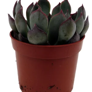 Dark Ice Echeveria Succulent Live Plant – 2.5 inch Pot – Indoor/Outdoor - Image 1