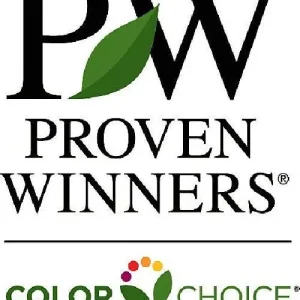 Dark Lavender Hibiscus Rose of Sharon Live Plant 4 inch Pot - Image 3