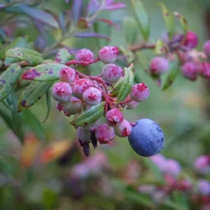 Darrow's Native Blueberry Starter Plug - Vaccinium darrowii Live Plant - Image 5