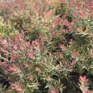 Darrow's Native Blueberry Starter Plug - Vaccinium darrowii Live Plant - Image 8