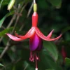 David Fuchsia Live Plant - 2.5" Pot - Shade - Indoors/Out - Hummingbird Attractor - Image 1
