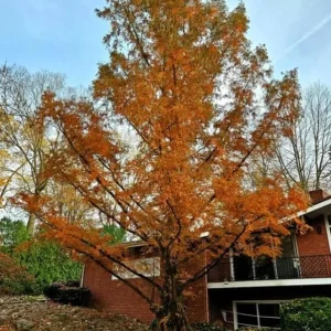 Dawn Redwood Live Plant – 8-12 inch Seedling, Fast-Growing Shade Tree, Outdoor - Image 10