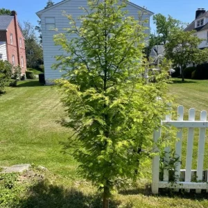 Dawn Redwood Live Plant – 8-12 inch Seedling, Fast-Growing Shade Tree, Outdoor - Image 4