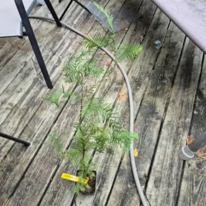 Dawn Redwood Live Plant – 8-12 inch Seedling, Fast-Growing Shade Tree, Outdoor - Image 5