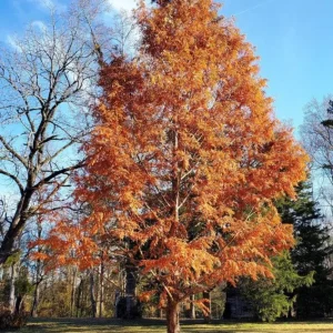 Dawn Redwood Live Plant – 8-12 inch Seedling, Fast-Growing Shade Tree, Outdoor - Image 6