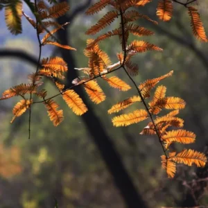 Dawn Redwood Live Plant – 8-12 inch Seedling, Fast-Growing Shade Tree, Outdoor - Image 7